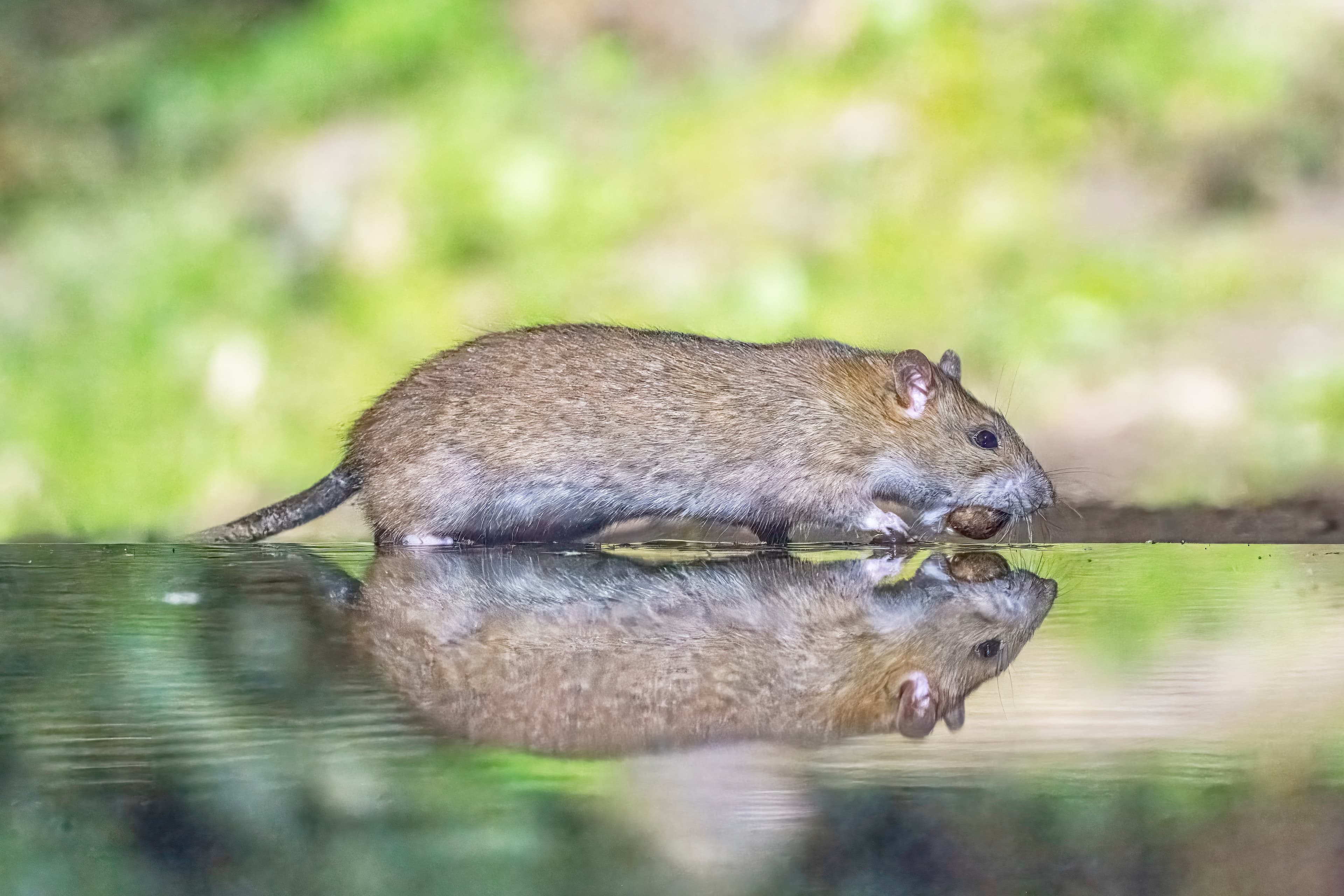 Серая крыса Rattus norvegicus, основной резервуар возбудителя лептоспироза