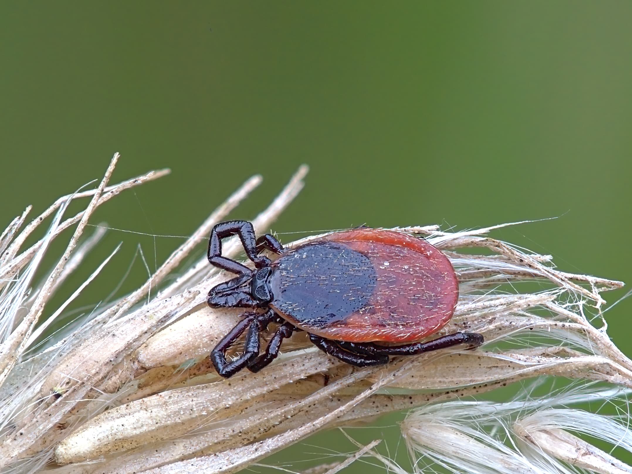 Самка иксодового клеща Ixodes ricinus на сухой траве