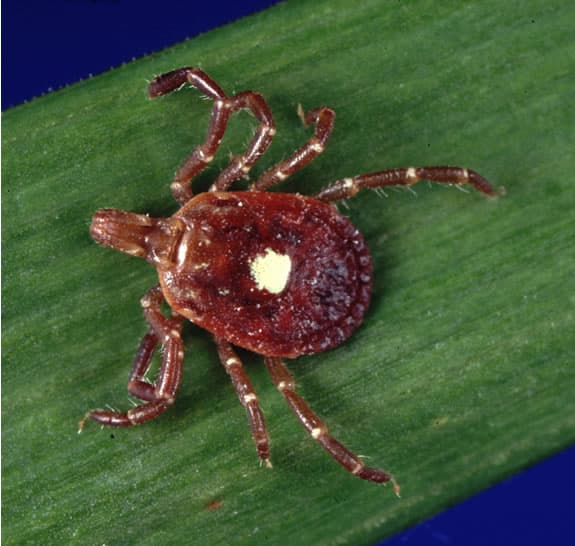 Дорсальный вид взрослого клеща Amblyomma americanum с характерным светлым пятном на щитке.
