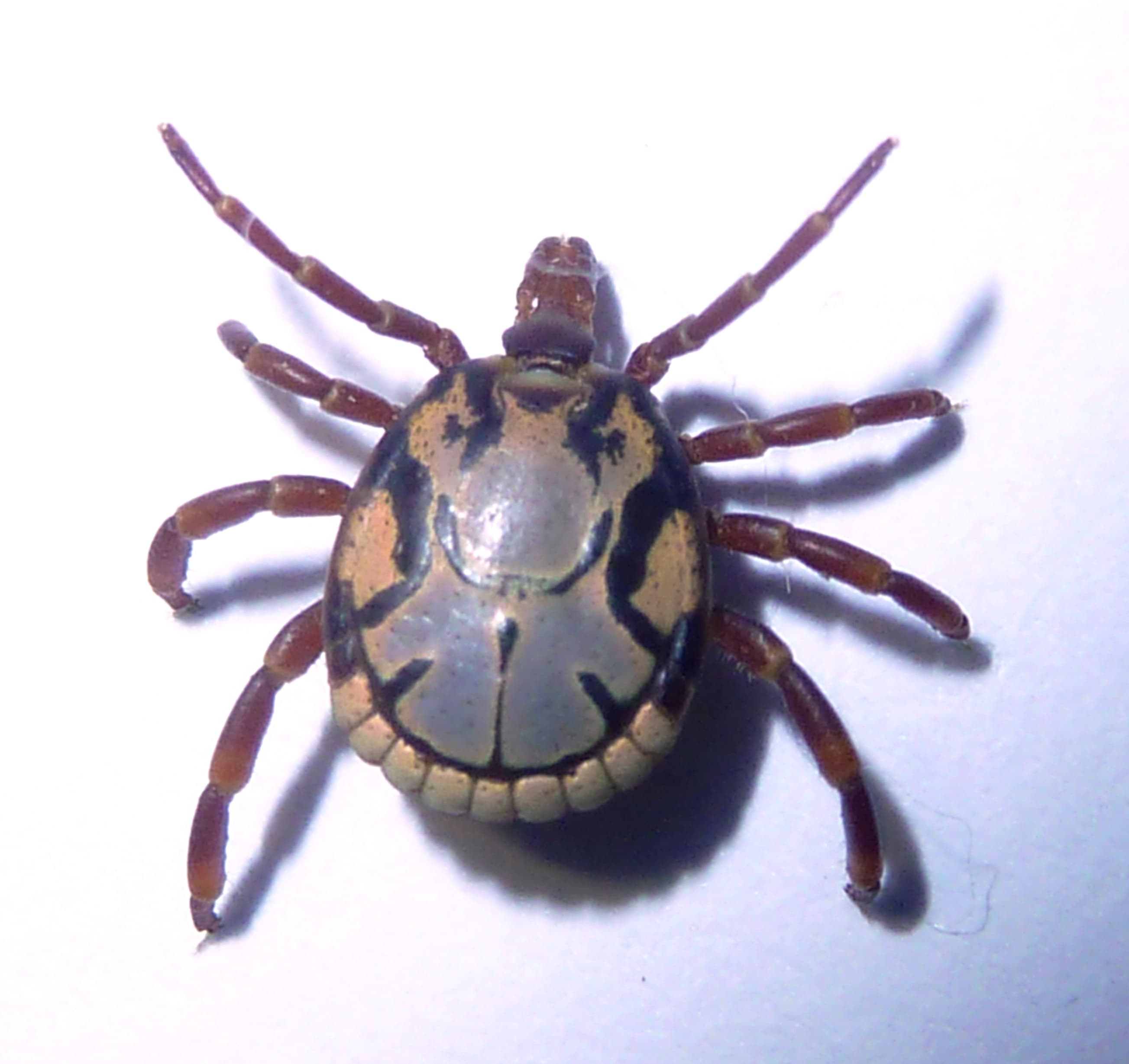 Иксодовый клещ Amblyomma hebraeum, переносчик Rickettsia africae