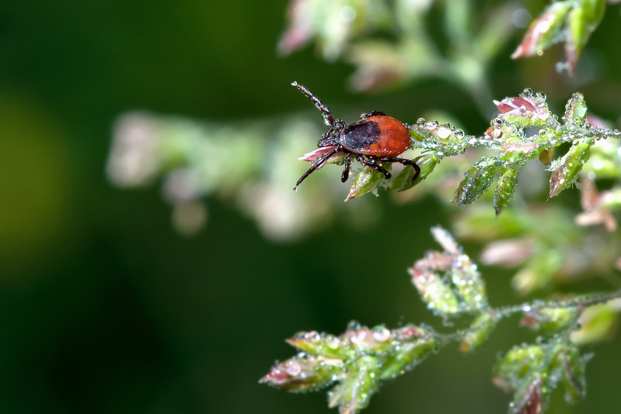 Взрослая самка клеща Ixodes ricinus подстерегает на травинке