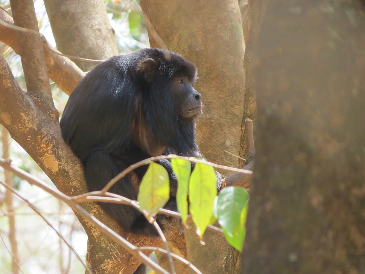 Чёрный ревун Alouatta caraya, обезьяна-резервуар вируса жёлтой лихорадки