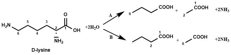 Diagrama da via de degradação da lisina com os intermediários e as enzimas de cada passo.