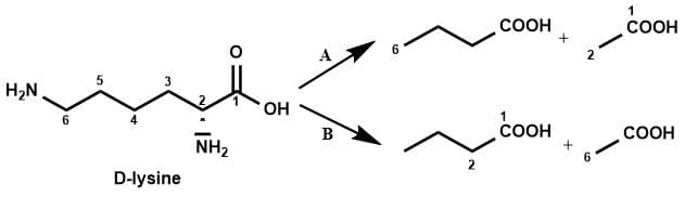 Diagrama comparando as duas rotas de degradação da lisina até o intermediário comum.