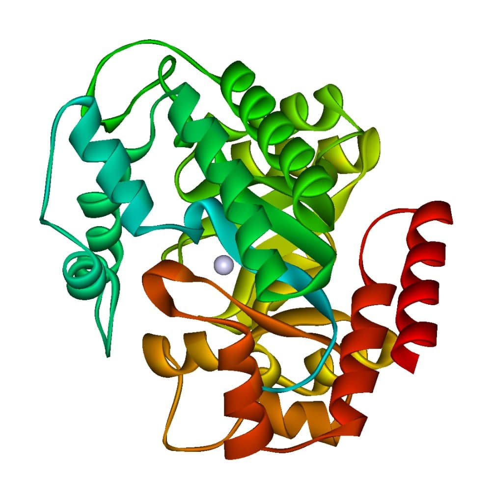 Modelo em fitas da estrutura tridimensional da adenosina deaminase.