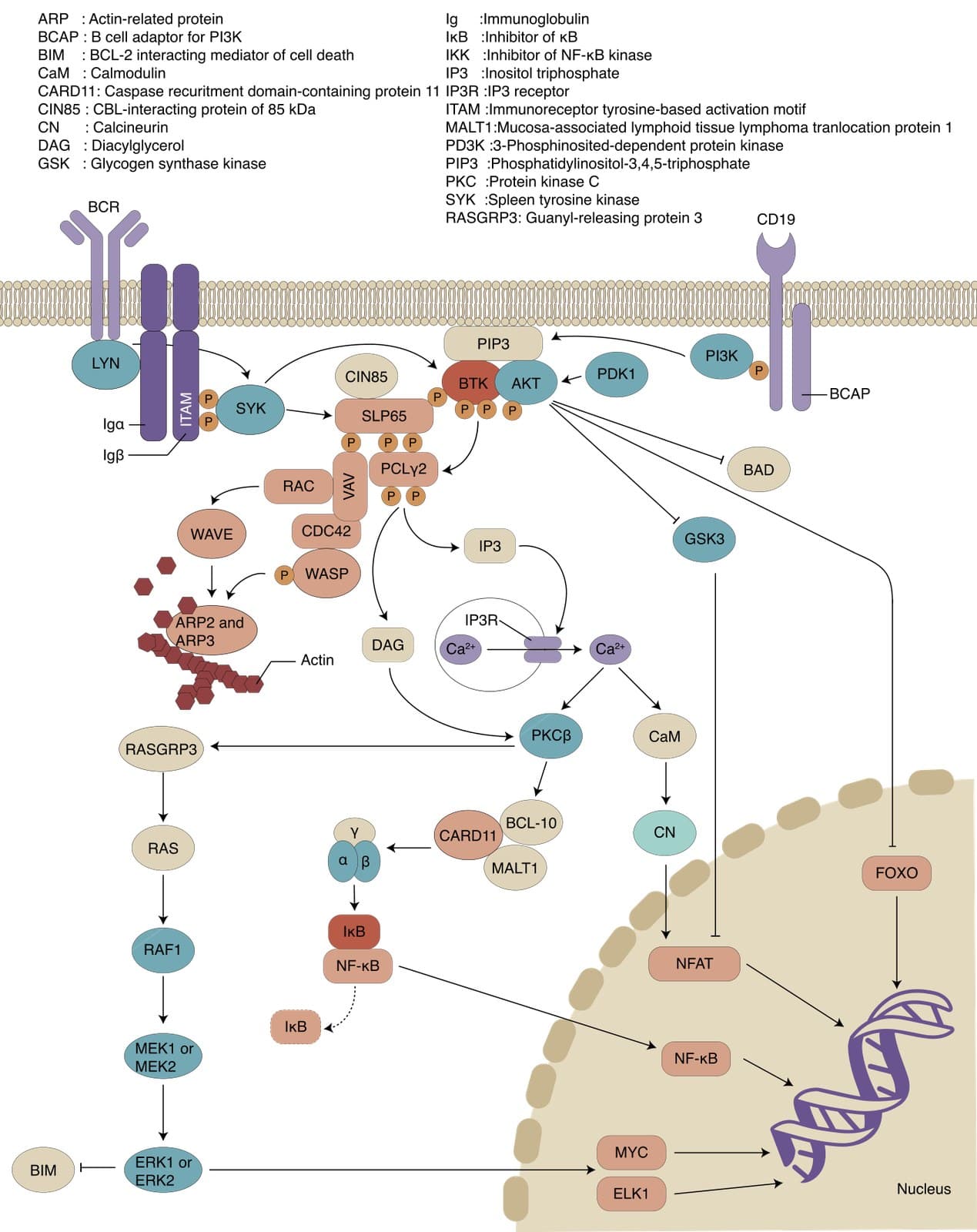 Diagrama da via de sinalização do receptor de célula B com a posição da enzima BTK.
