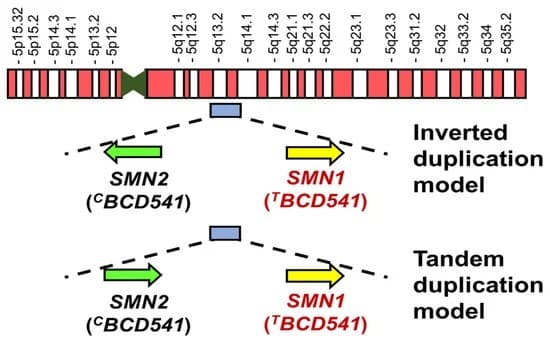 Diagrama da região cromossômica 5q13 com a duplicação invertida que contém os genes SMN1 e SMN2.