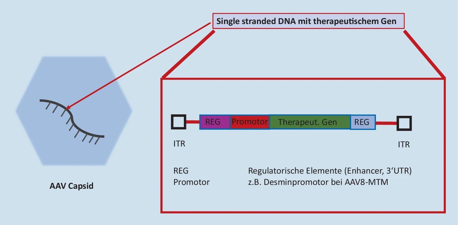 Esquema do vetor viral adeno-associado com o transgene e os elementos reguladores.