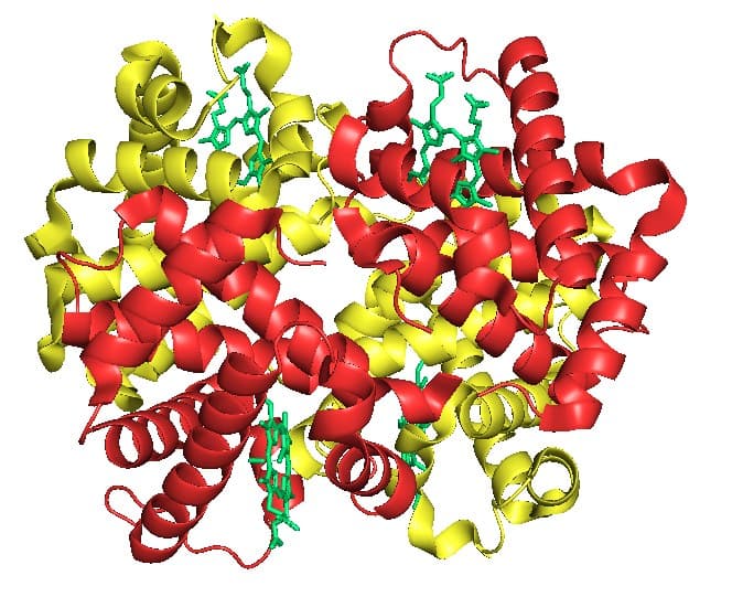 Modelo tridimensional da hemoglobina fetal com as subunidades alfa e gama e os quatro grupos heme.