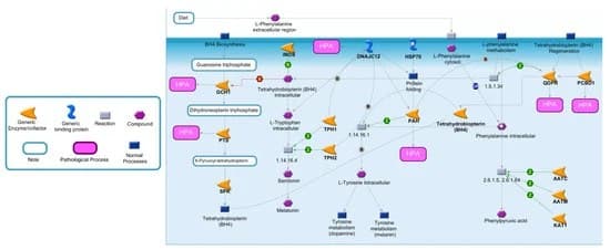 Diagrama da conversão de fenilalanina em tirosina pela fenilalanina hidroxilase e o ciclo do cofator.