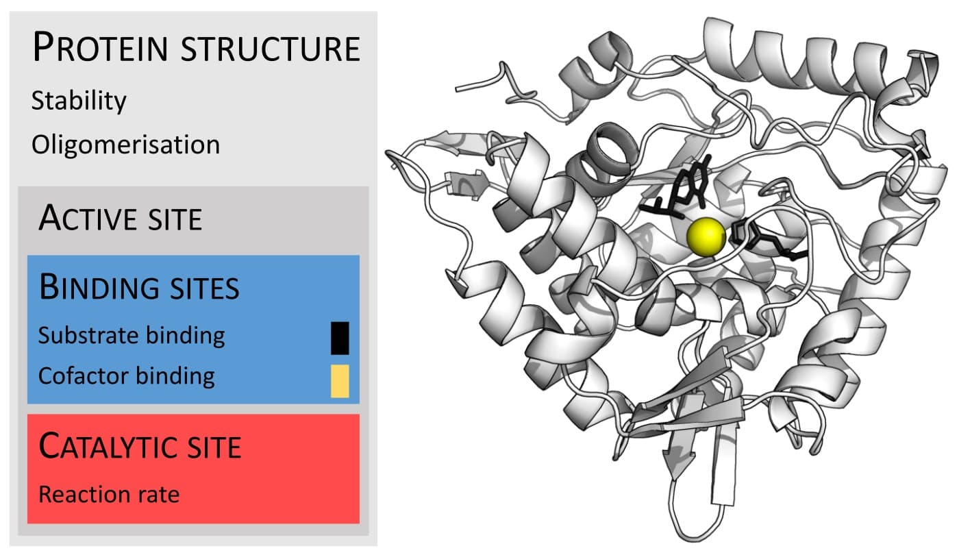 Estrutura tridimensional da fenilalanina hidroxilase com as posições das mutações descritas.