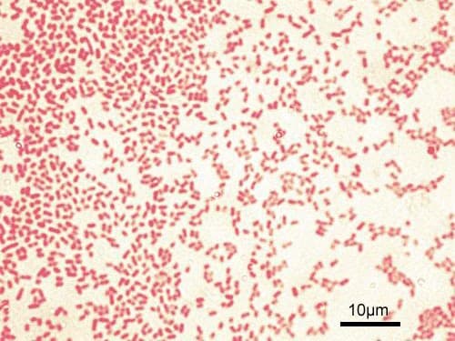 Imagem de microscopia com bacilos gram-negativos corados em vermelho.