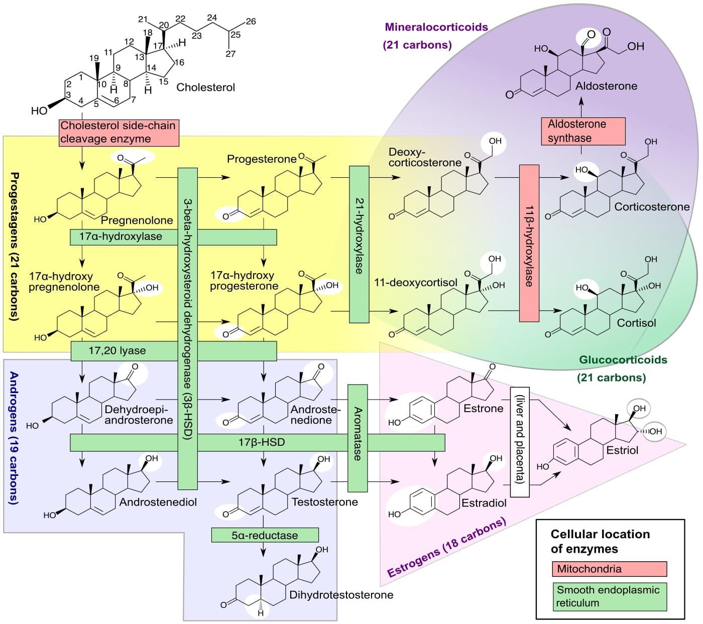 Diagrama completo da esteroidogênese com substratos, produtos e as enzimas de cada conversão.