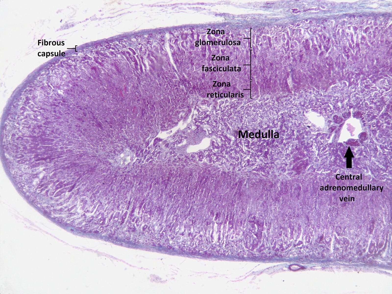 Corte histológico da glândula adrenal com as três zonas do córtex e a medula.