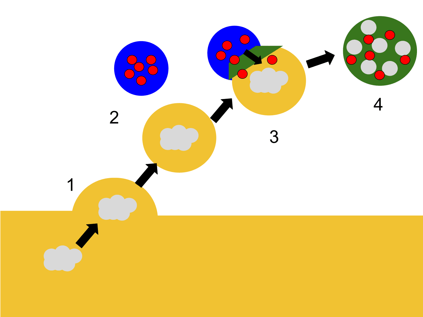 Diagrama da célula mostrando o lisossomo digerindo material captado e reciclando os produtos.
