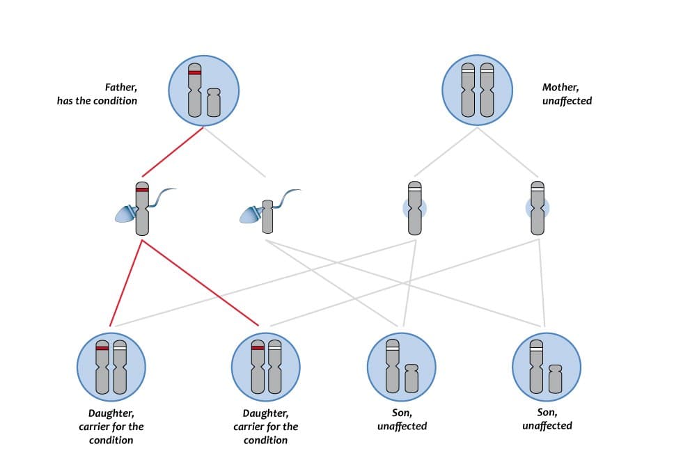 Diagrama de herança ligada ao cromossomo X com a distribuição do gene entre a prole.