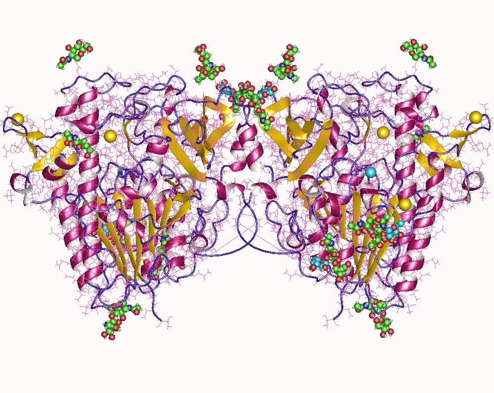 Modelo tridimensional do homodímero da enzima iduronato-2-sulfatase.