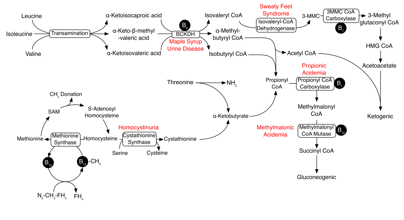Diagrama das vias metabólicas da metionina e dos aminoácidos de cadeia ramificada, com enzimas e metabólitos intermediários.