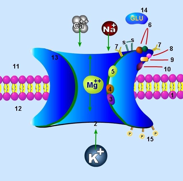 Diagrama do receptor NMDA na membrana com seus sítios de ligação e o canal iônico.