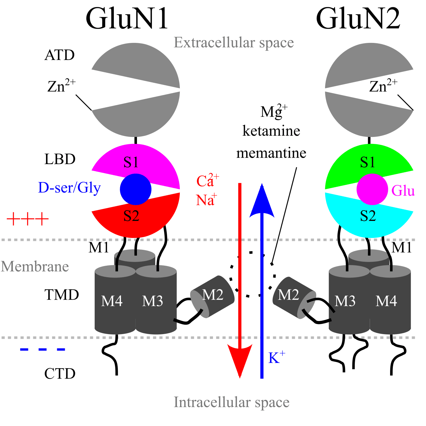 Esquema das quatro subunidades do receptor NMDA inseridas na membrana celular.