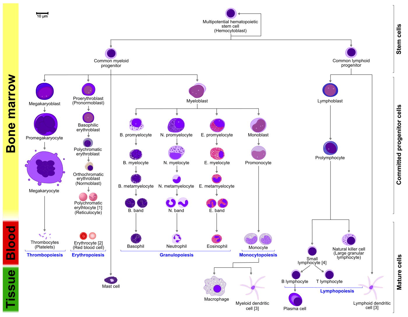 Diagrama da hematopoese com as linhagens mieloide e linfoide derivadas da célula-tronco.