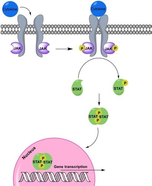 Diagrama da via de sinalização JAK-STAT, do receptor de citocina até a transcrição no núcleo.