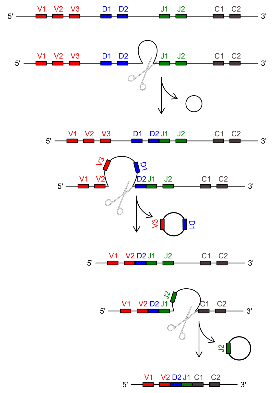 Diagrama do rearranjo dos segmentos gênicos V, D e J na formação do receptor.