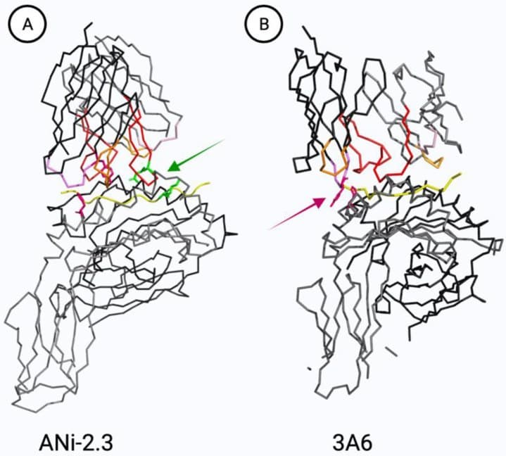 Estrutura tridimensional do receptor de célula T ligado ao complexo de histocompatibilidade.
