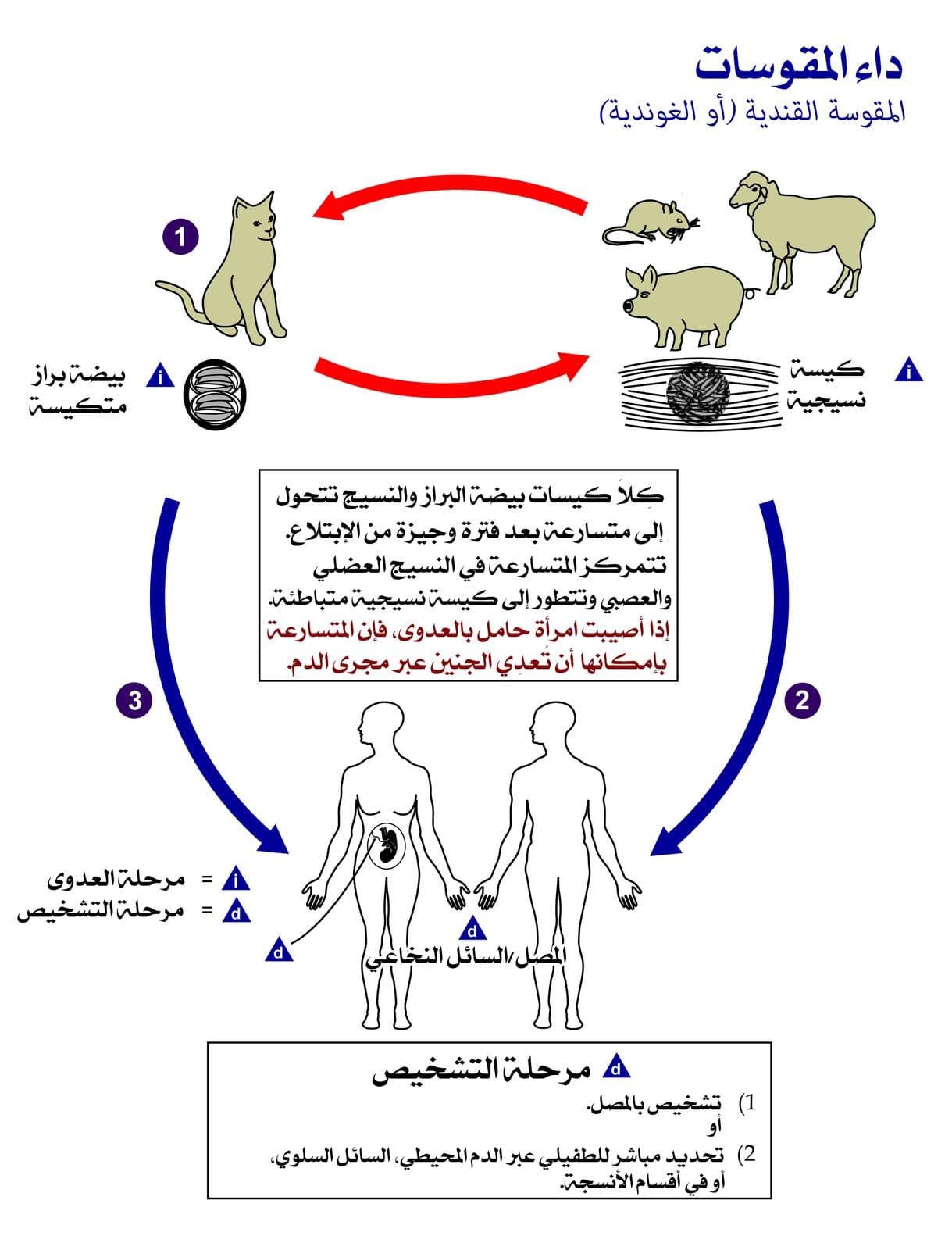 Diagrama do ciclo do Toxoplasma gondii com hospedeiro definitivo, hospedeiros intermediários e vias de transmissão.