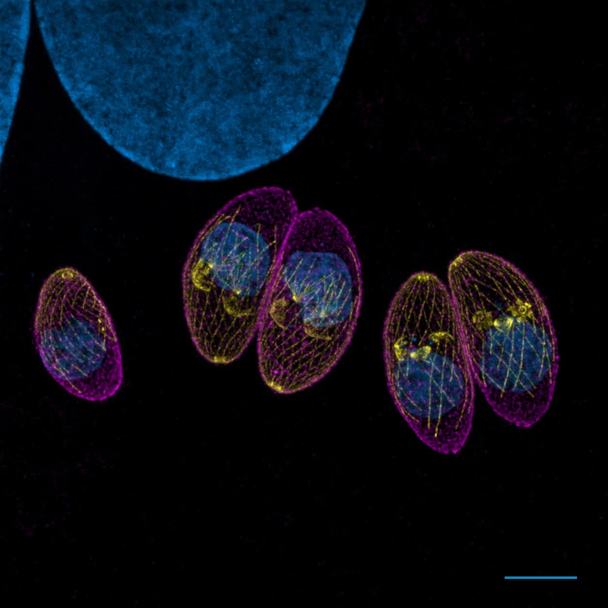 Microscopia com cinco parasitas em forma de meia-lua dentro de uma célula em cultura.