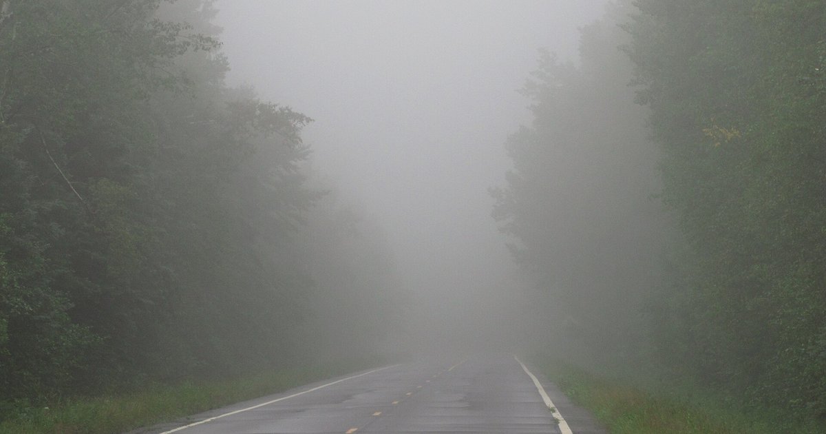 Estrada coberta de neblina na floresta