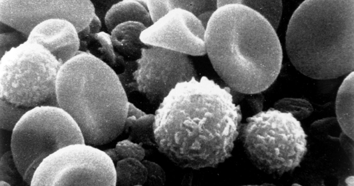 Hemácias em forma de disco e glóbulos brancos vistos em microscopia eletrônica de varredura