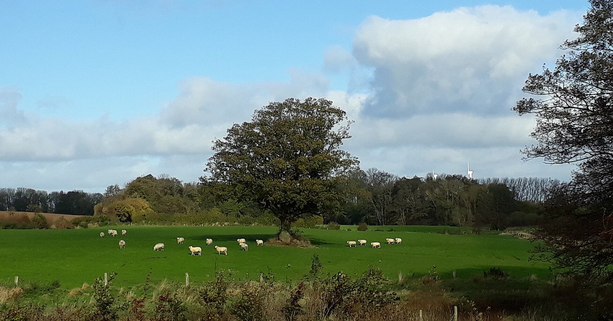 Rebanho de ovelhas pastando no campo