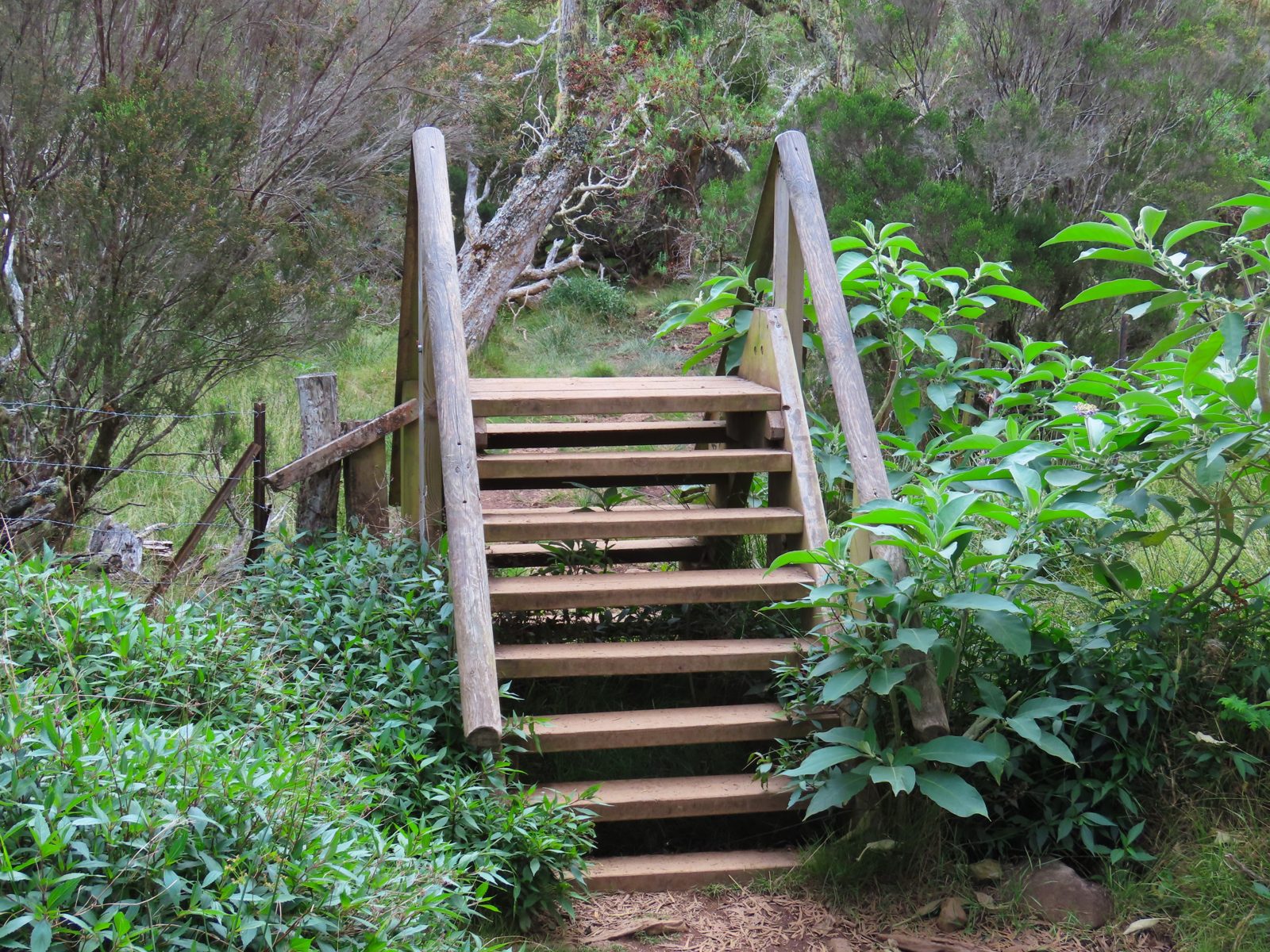 Holztreppe mit breiten Stufen, die einen Pfad mitten durch die grüne Vegetation hinaufsteigt.