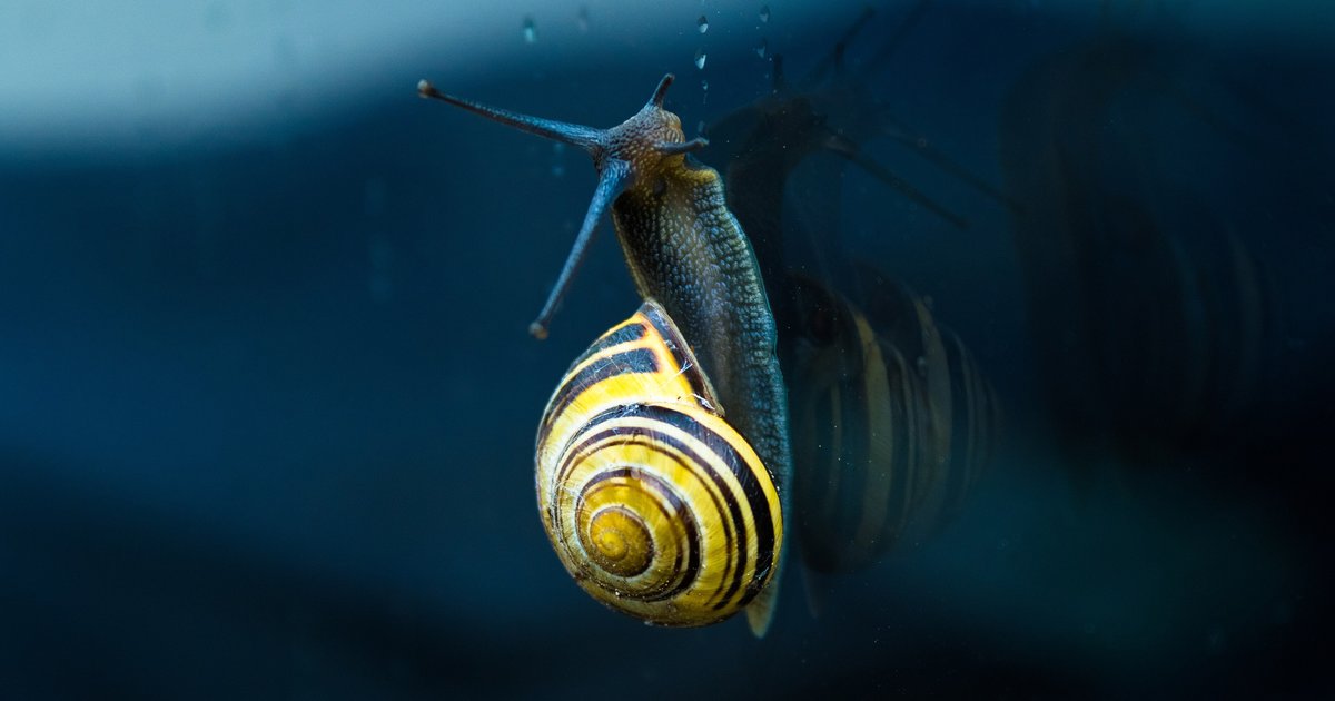 Caracol com concha em espiral listrada de amarelo e preto subindo por uma superfície, sobre fundo azul escuro.
