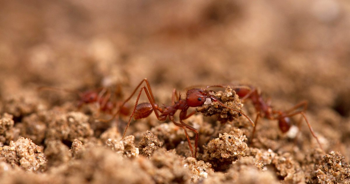 Formigas-cortadeiras avermelhadas trabalhando juntas sobre o solo arenoso, em close, no Texas.