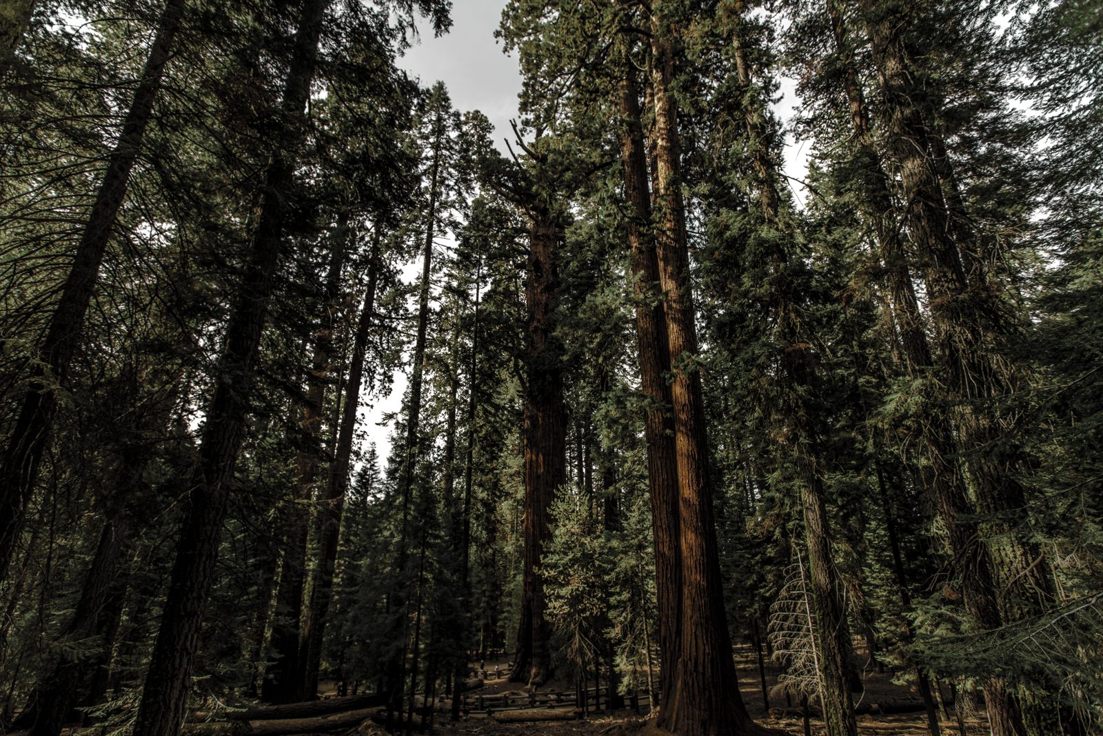 Troncos altos de sequoias gigantes entre outras coníferas, vistos do chão de uma floresta na Califórnia.