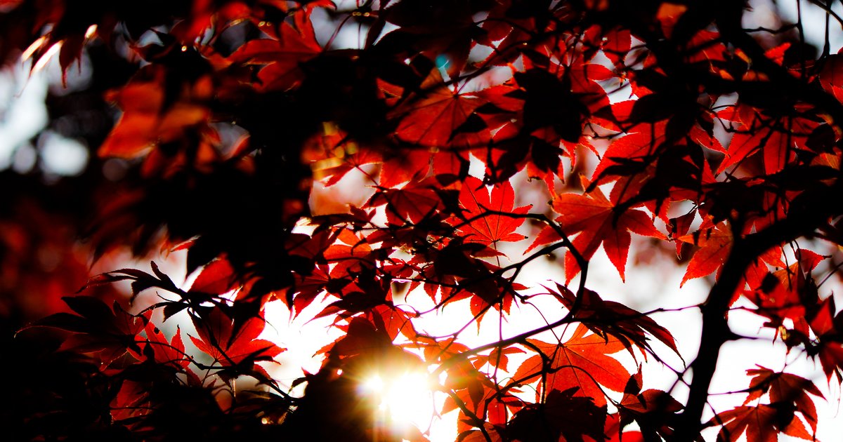 Rote Ahornblätter gegen die Sonne, von unten gesehen, in Kamakura in Japan.