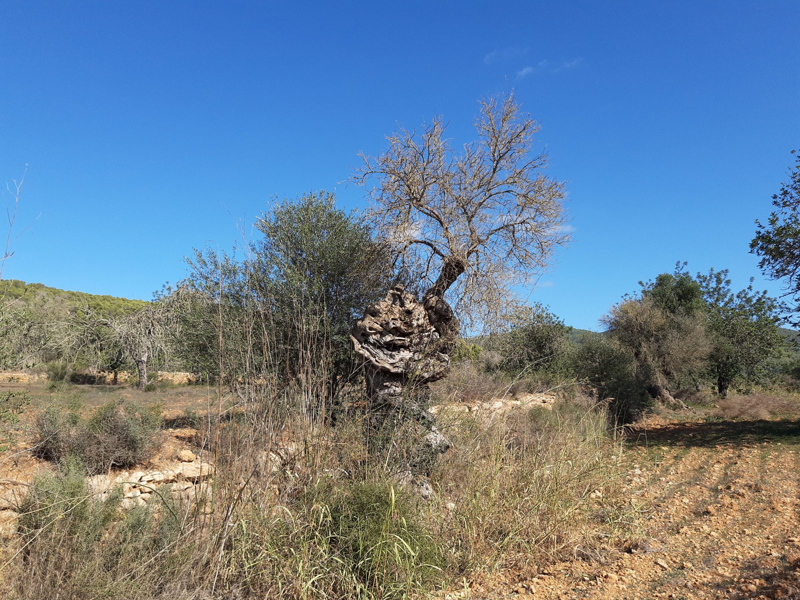 Tronco retorcido de uma oliveira antiga ao lado de um campo arado, sob céu azul, em Ibiza.