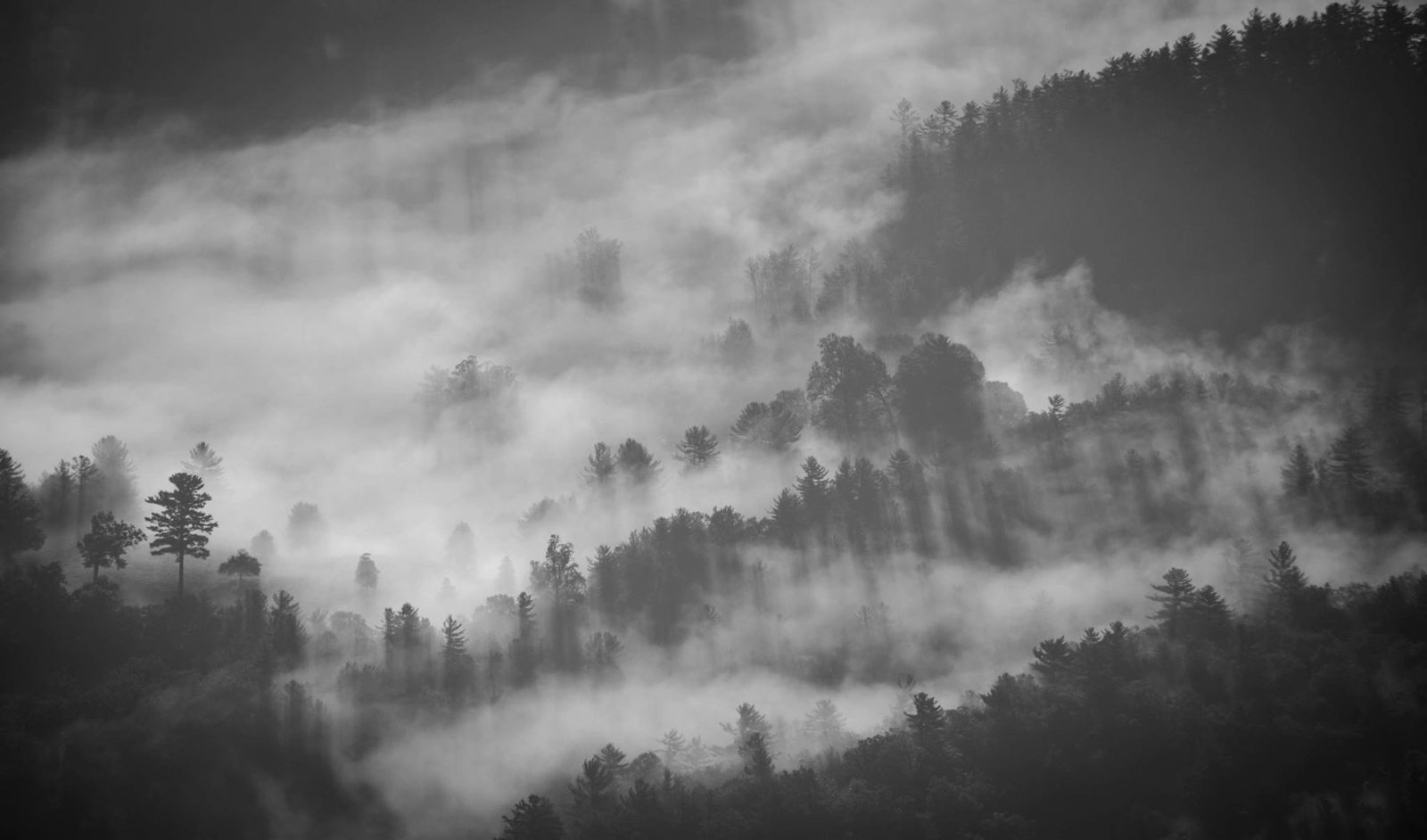 Dunkler Wald an Hängen, bedeckt von Nebelbändern, die einen Teil der Bäume verbergen, in Schwarzweiß.