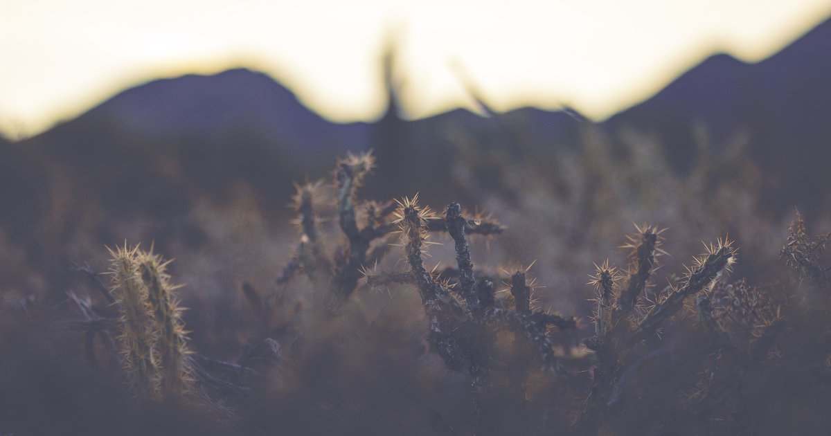 Cactos ao entardecer em primeiro plano, contra montanhas desfocadas e um céu claro, em Scottsdale.