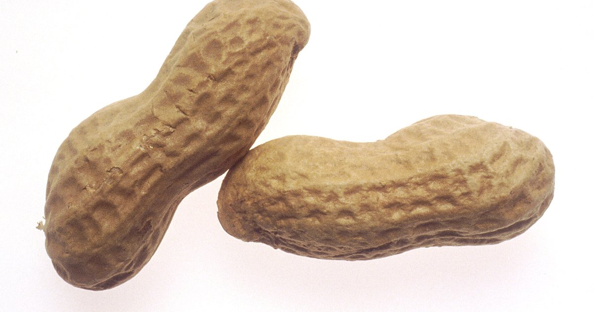 Dois amendoins com casca sobre fundo branco
