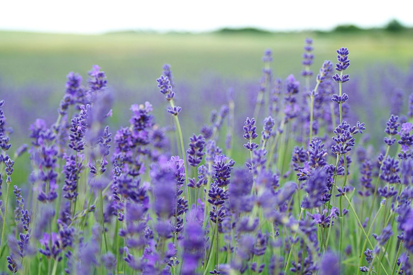 Campo de lavanda em flor, com fileiras de espigas roxas à frente e o restante do campo desfocado ao fundo.