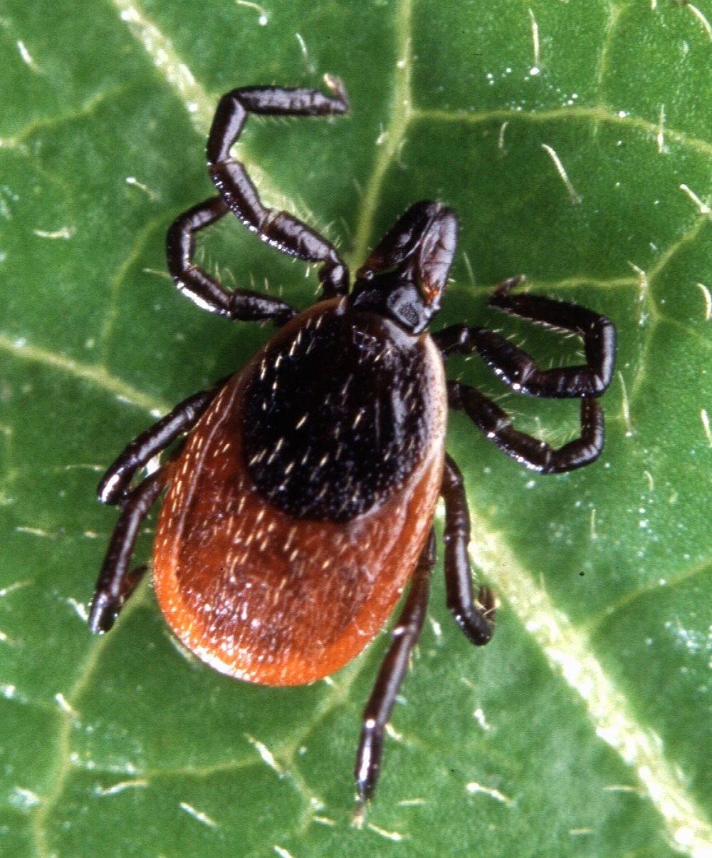 Carrapato adulto de patas escuras e corpo avermelhado sobre uma folha verde