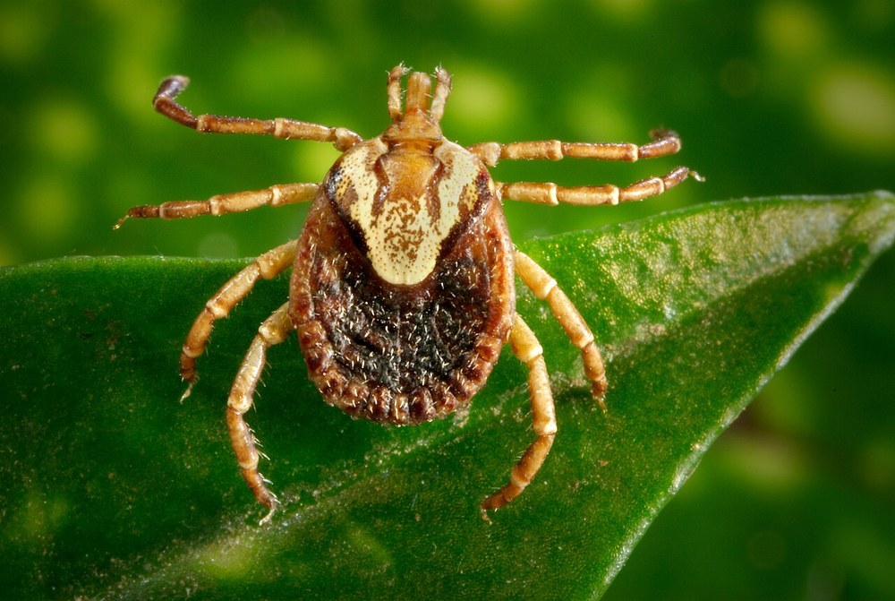 Carrapato do gênero Amblyomma, com patas listradas e escudo ornamentado, sobre uma folha