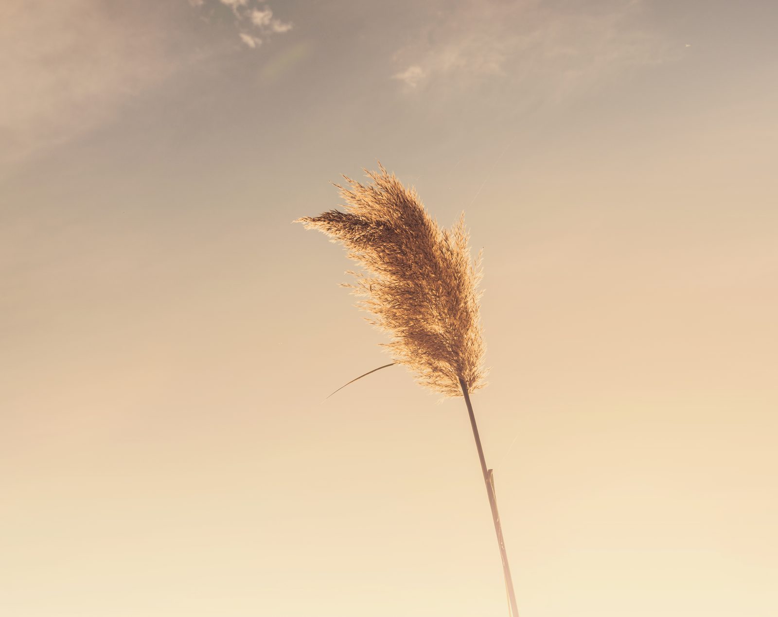 Eine einzelne Ähre von trockenem Gras vor einem klaren Himmel am späten Nachmittag.
