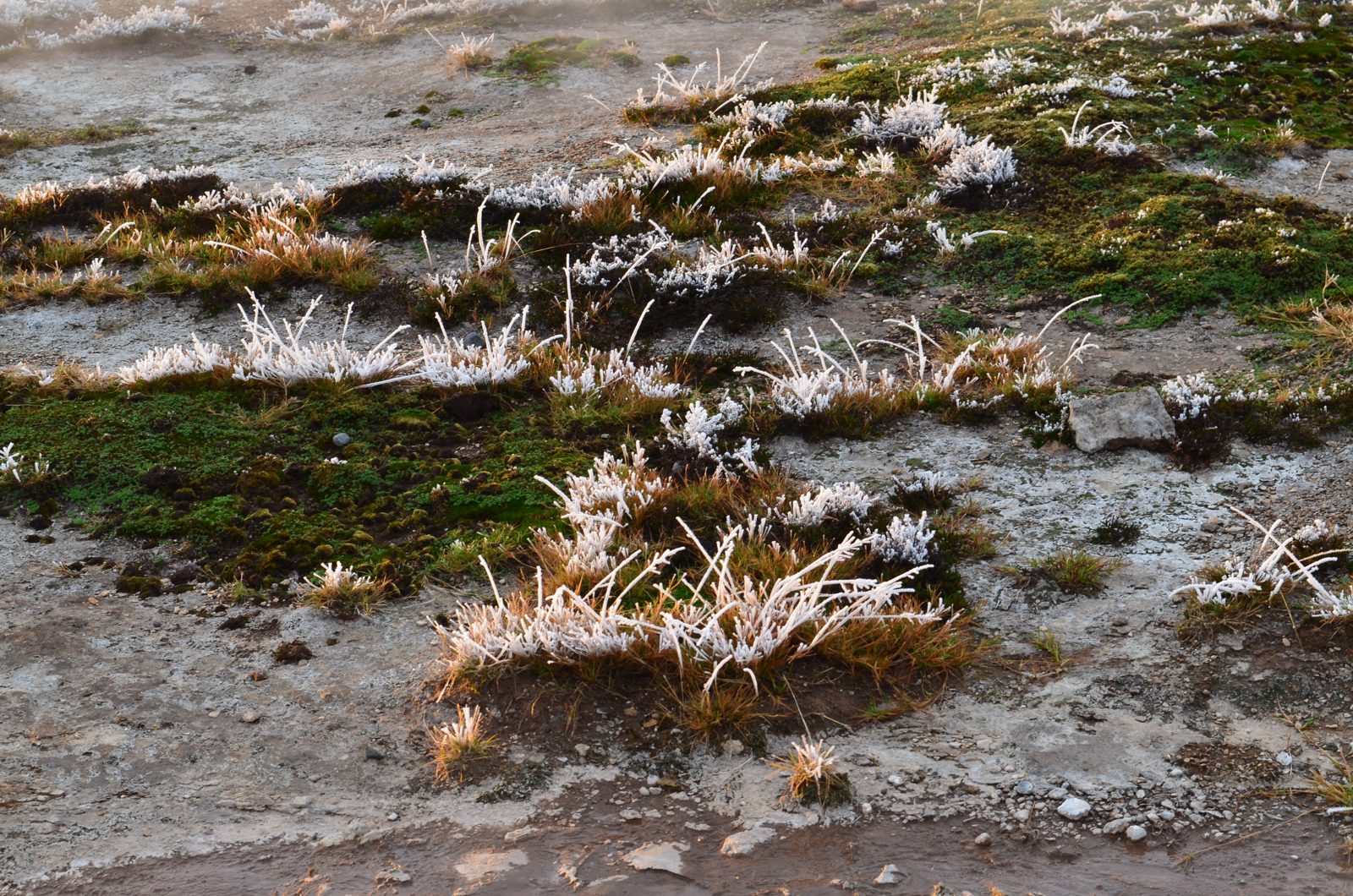 Mit Reif bedecktes Gras in kleinen Horsten auf einem Boden aus Erde und Moos.