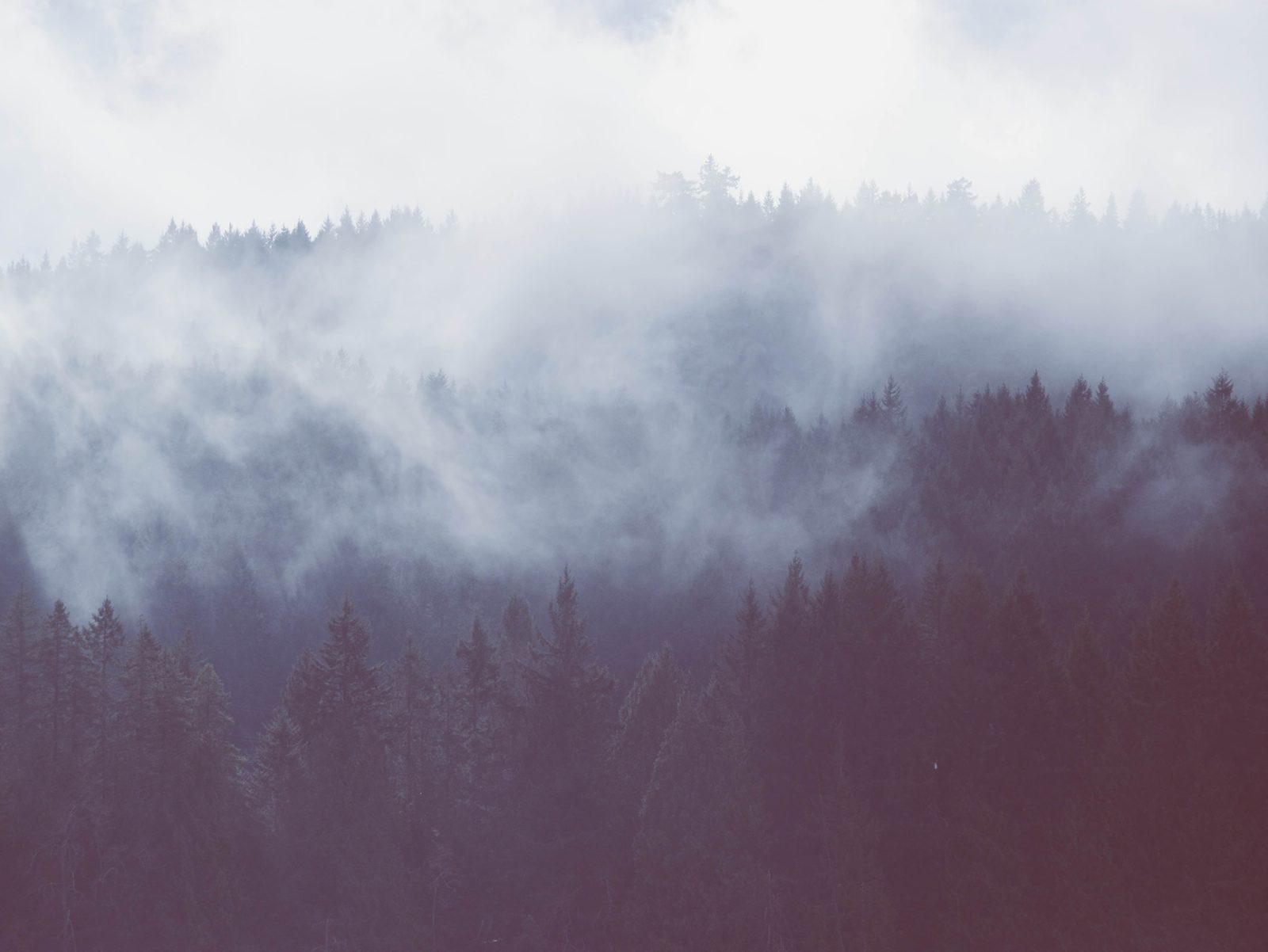 Kronen dunkler Kiefern lösen sich in einem hellen Nebel auf, Himmel und Wald fast in derselben Farbe.