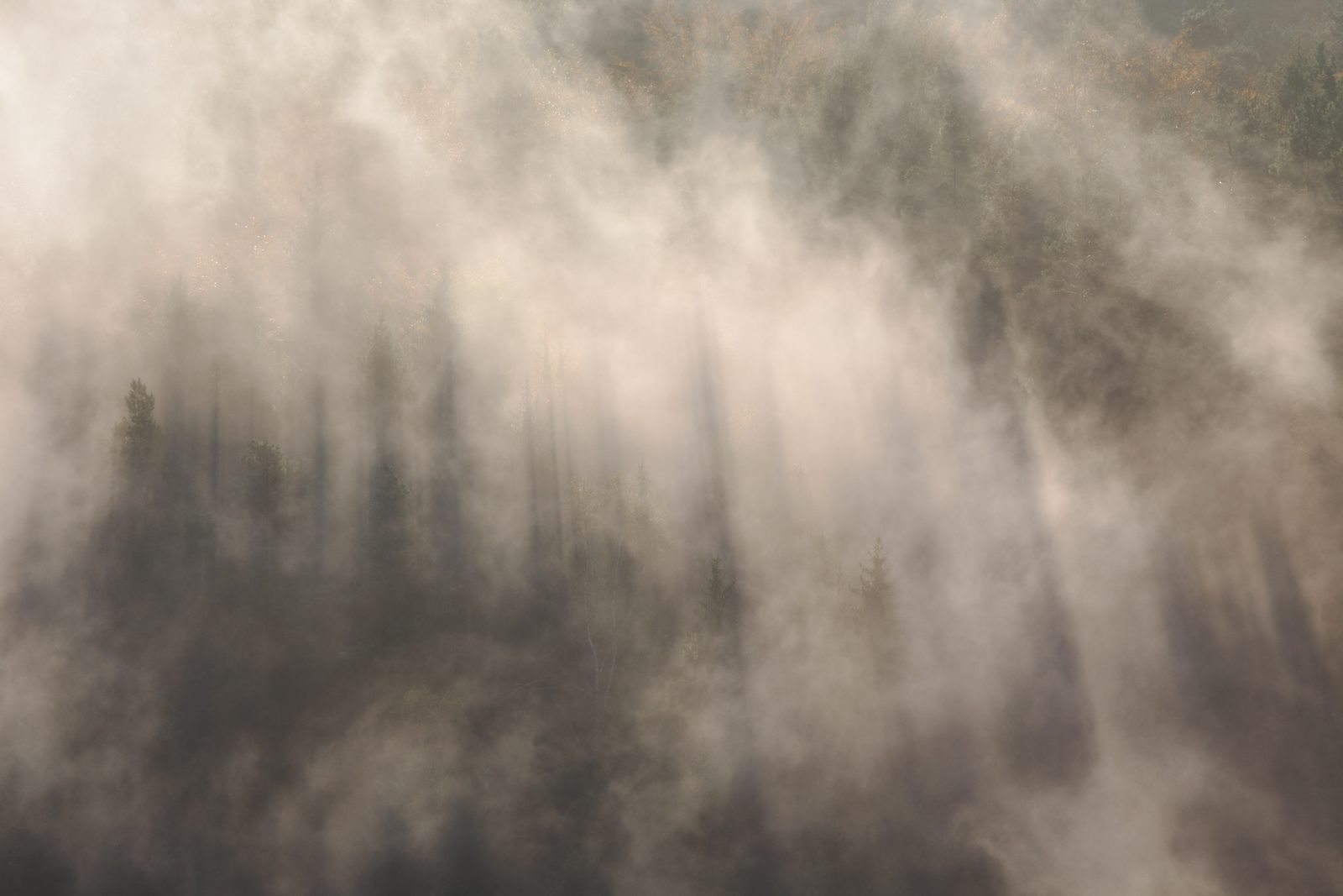 Sombras de abetos quase apagadas por uma neblina densa, com raios de luz atravessando a névoa.